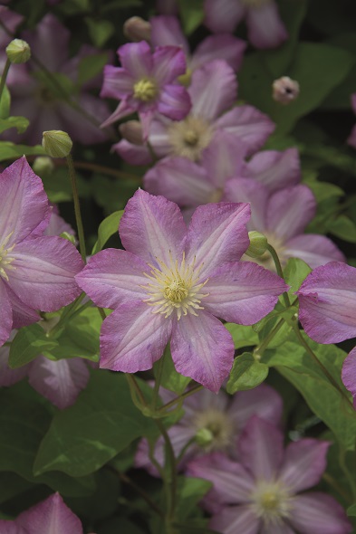 Клематис фиолетовый Полька